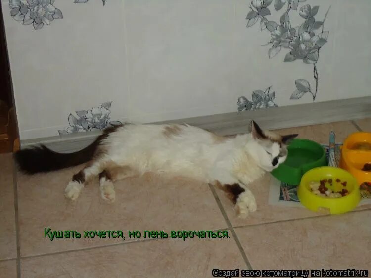 хочется но лень. идти на работу не хотелось но жадность победила лень. лежит на диване. лежебока рыжий кот. мур мем.