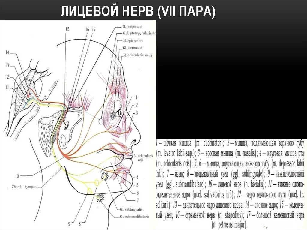 Лицевой нерв тесты. Схема 7 пары черепных нервов. 7 Пара лицевой нерв. 7 Пара черепных нервов анатомия. 7 Пара лицевого нерва черепно мозговые нервы.