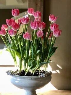 Spring ideas
