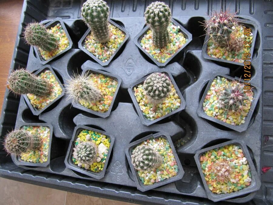 Cactus 1170. Кактус Непоседа Гавриш. Семена цветы кактусы элита смесь. Семена кактуса Гавриш Кактус Непоседа. Кактусы Непоседа из семян.