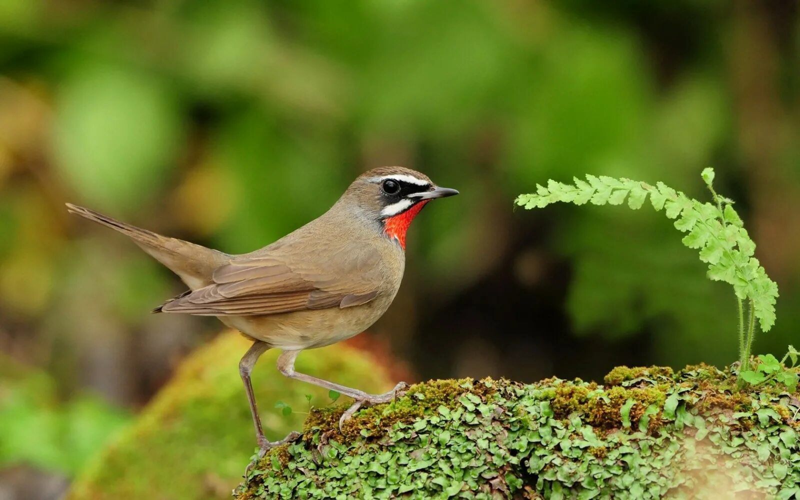 Птицы леса и сада. Птицы леса и сада. Красивые птички. Удивительный мир птиц. Птички в саду.