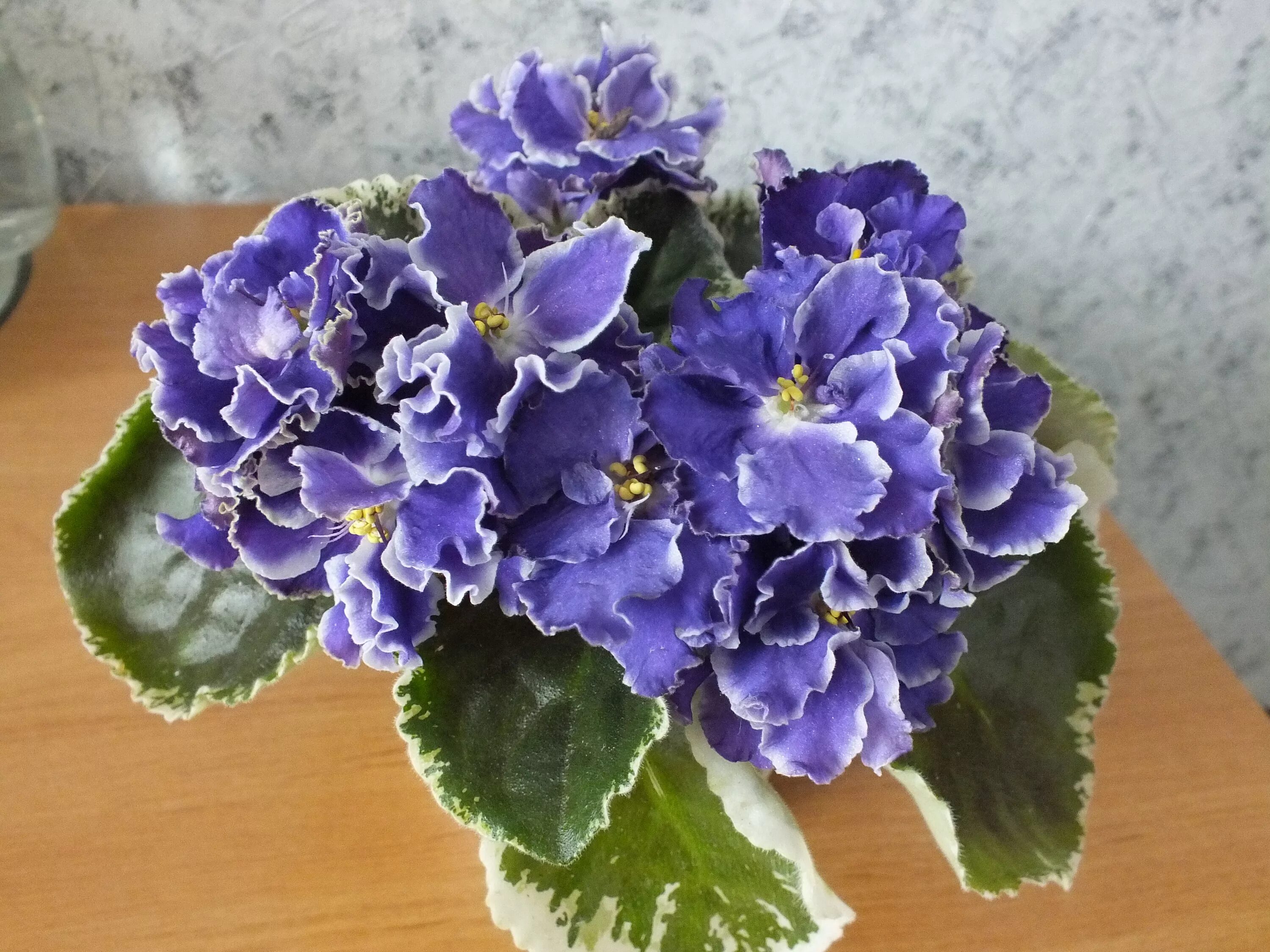 Фиалки летом. Фиалка сумрак. Фиалка летние сумерки. Сенполия летние сумерки морев. Летние сумерки морев.