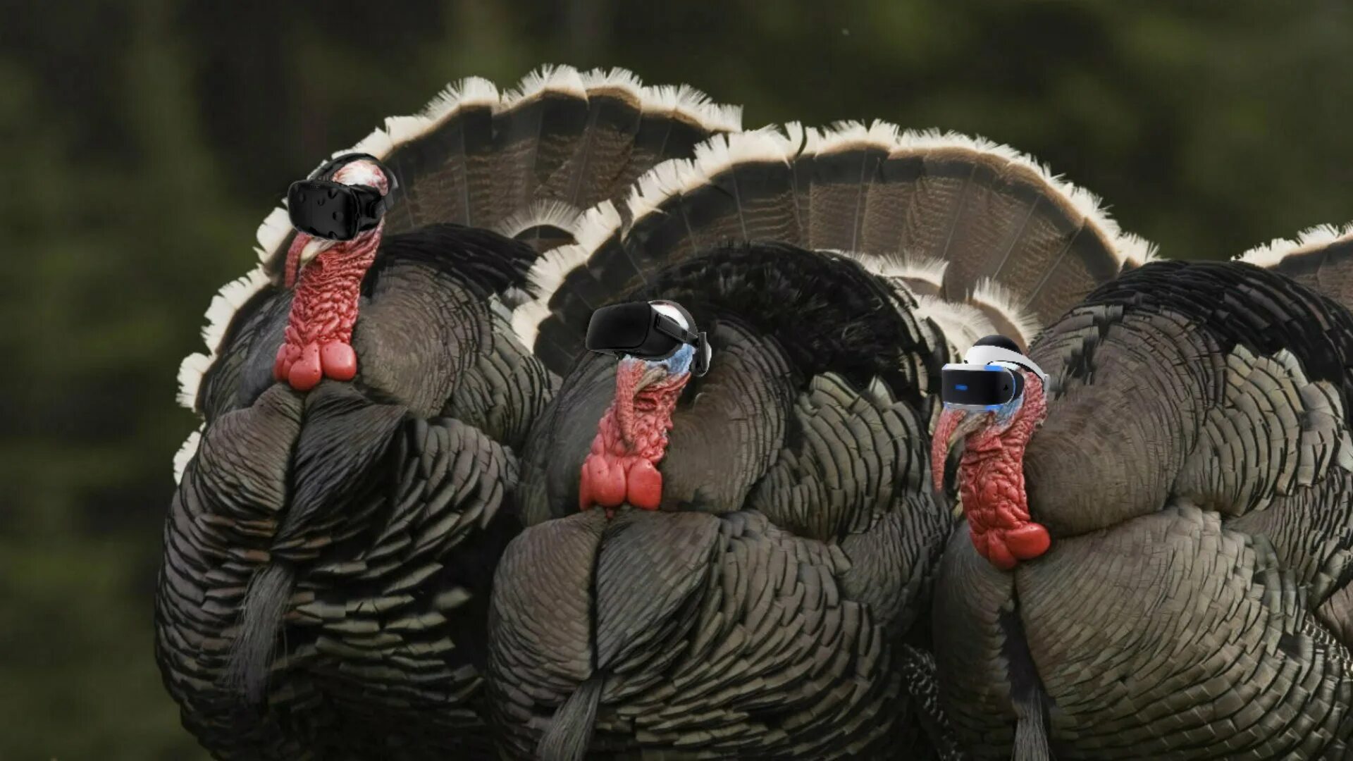 Индюк есть. Индейка обыкновенная meleagris gallopavo. Индюшка птица самка. Индюк самка. Индюк Гамбургский.