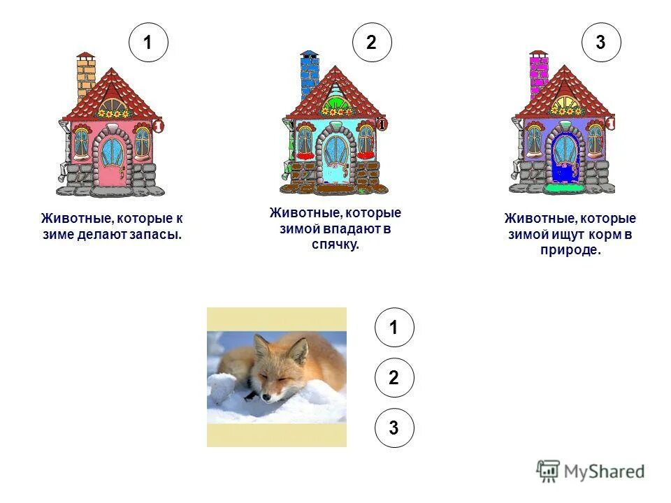 Какие звери делают запасы. Животные которые делают запасы на зиму. Животные которые делают запасы на зиму. Животные которые запасаются на зиму. Животные запасаются на зиму.