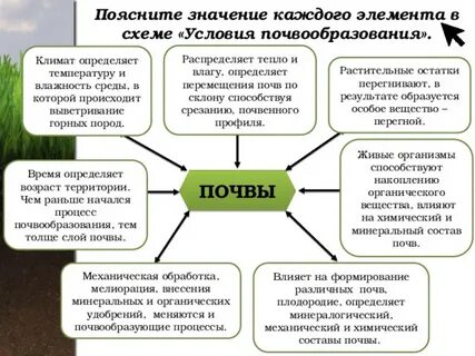 Какова роль живых организмов в формировании почвы