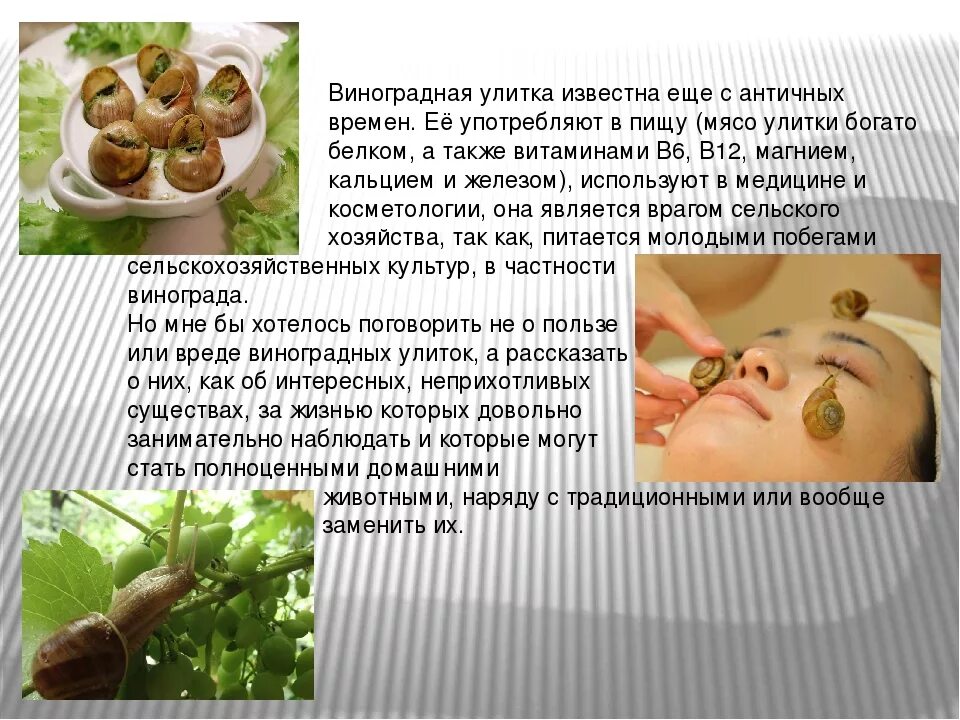 Впадают ли улитки в спячку зимой. Улитка для презентации. Лечебный улитка ахатина. Улитки польза для человека. Польза улиток.