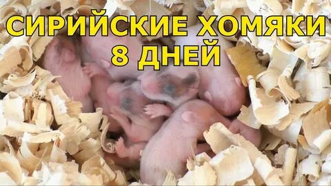 Хомякам 7 дней