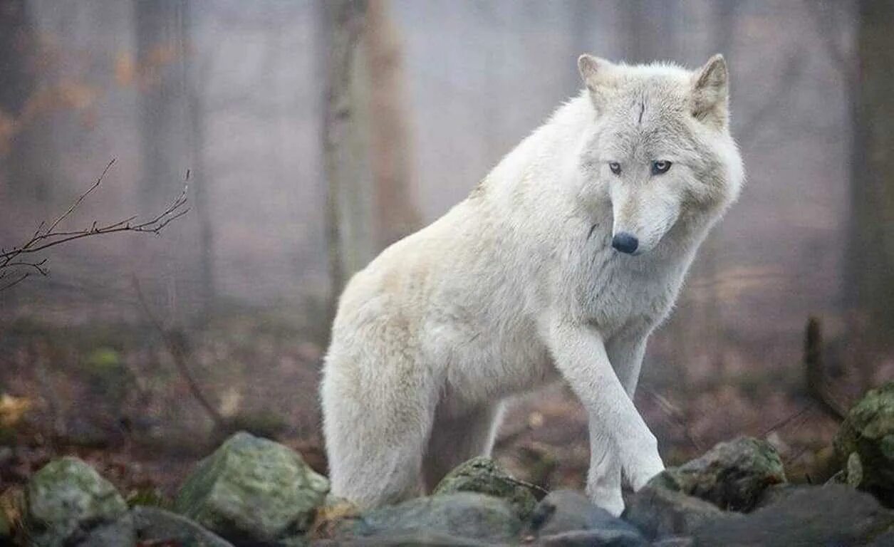 Сонник нападающий волк. Белый Полярный волк. Белый волк Акелла. Красивый волк. Белая волчица.