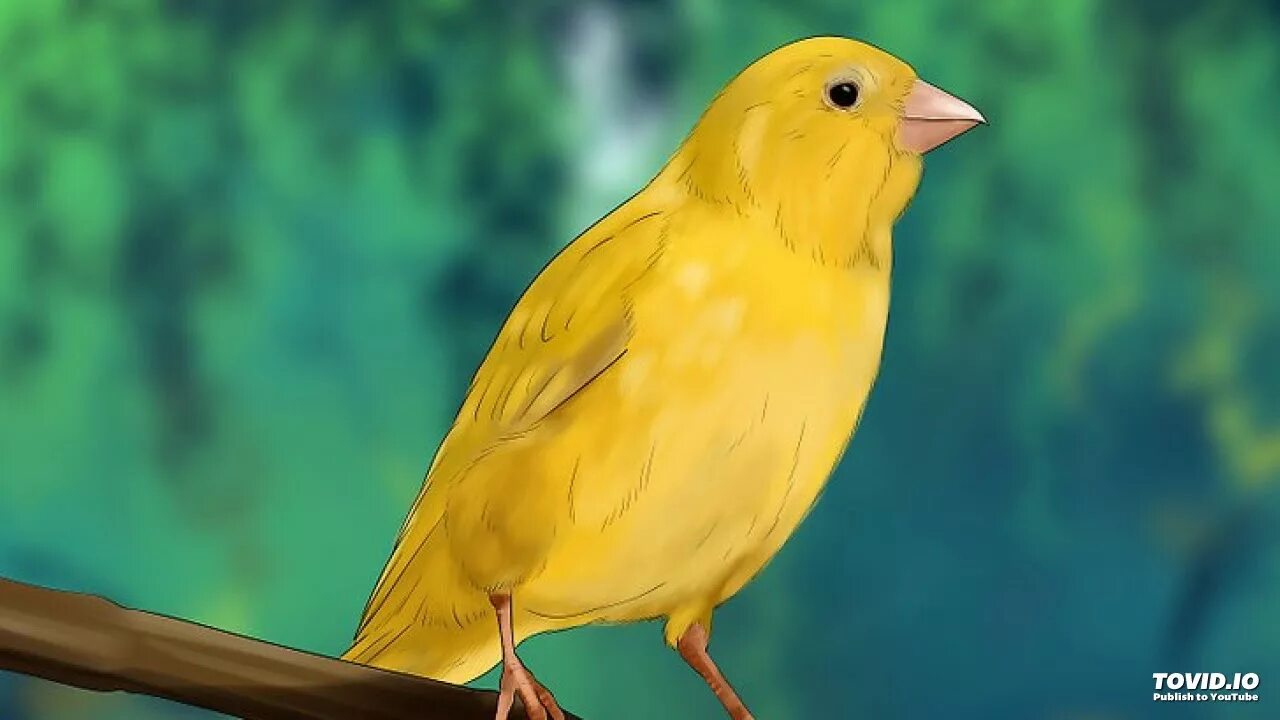 Canary перевод. Птичка кенар. Желтая канарейка. Канарейка Ватерслайгер. Жёлтый кенар птица.