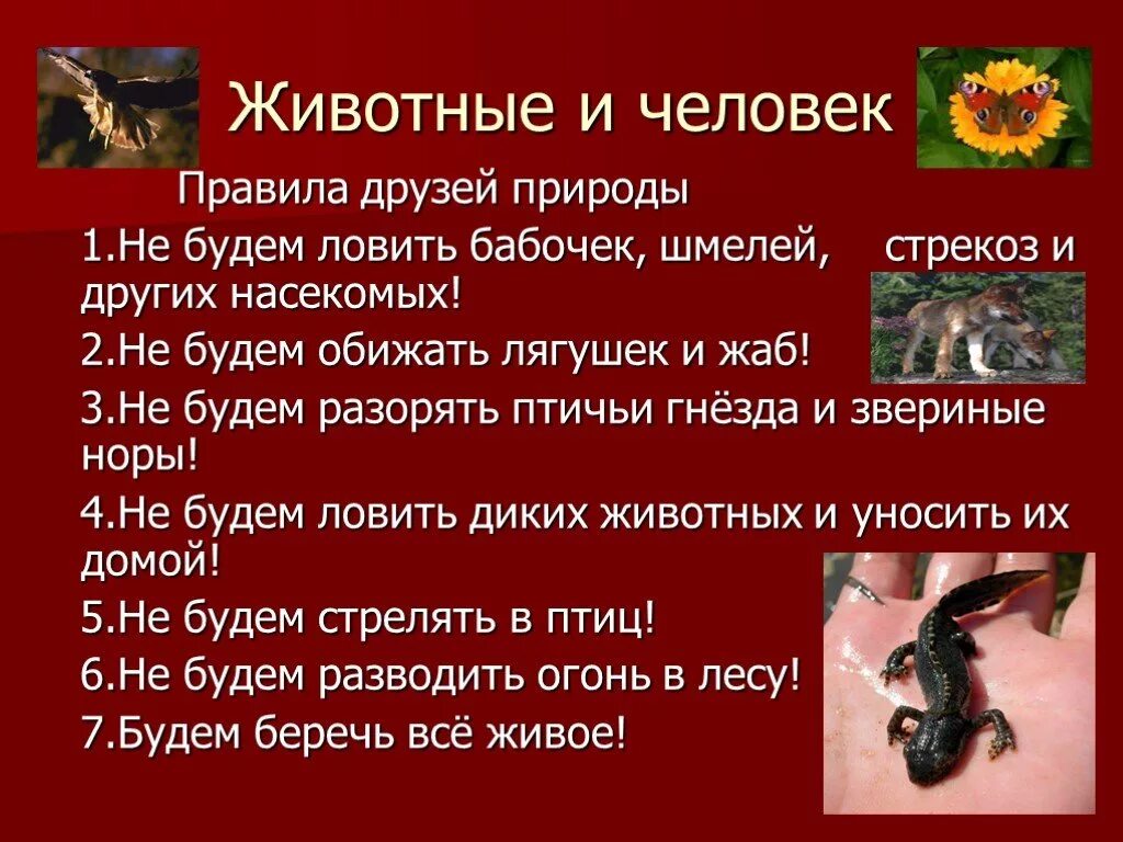 Почему важно уделять внимание охране диких животных. Правила охраны животных. Проект охрана животных. Охрана животных красная книга.