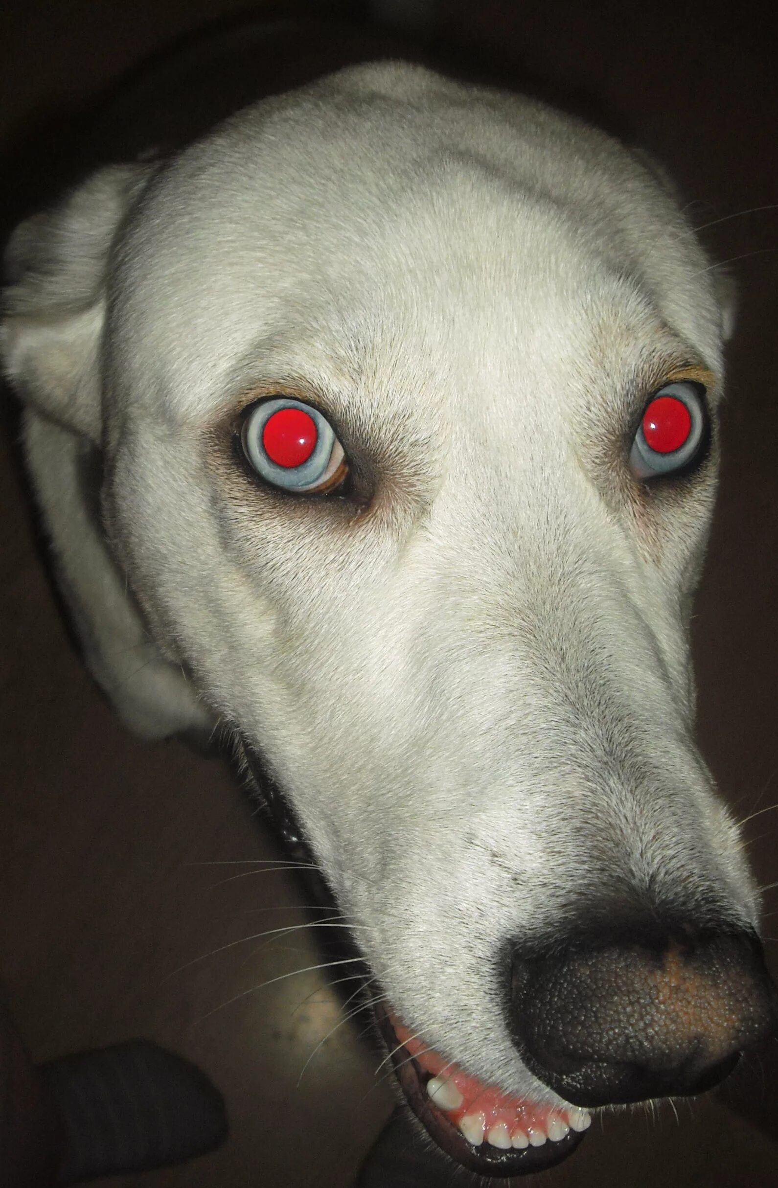 Мокрый нос собаки. Депигментация носа у собак. Морда собаки. Нос собаки. Собачий нос.