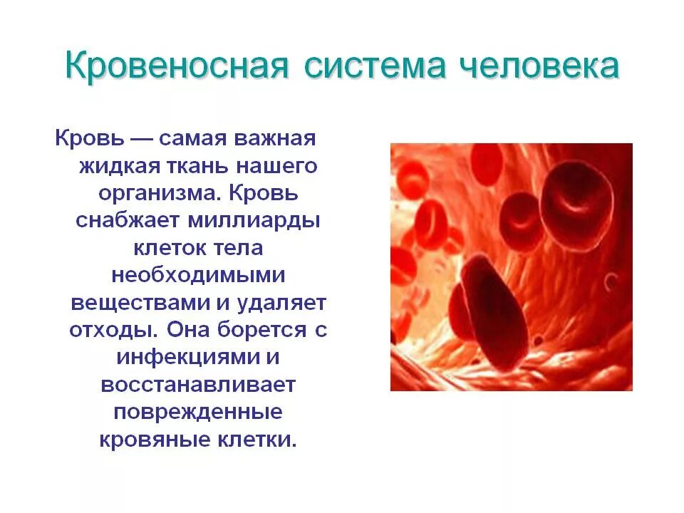 3 Кровеносная система кровь. Кровеносная система клетки крови. Кровеносная система че. Кровеносное система челорвека. Много крови в организме