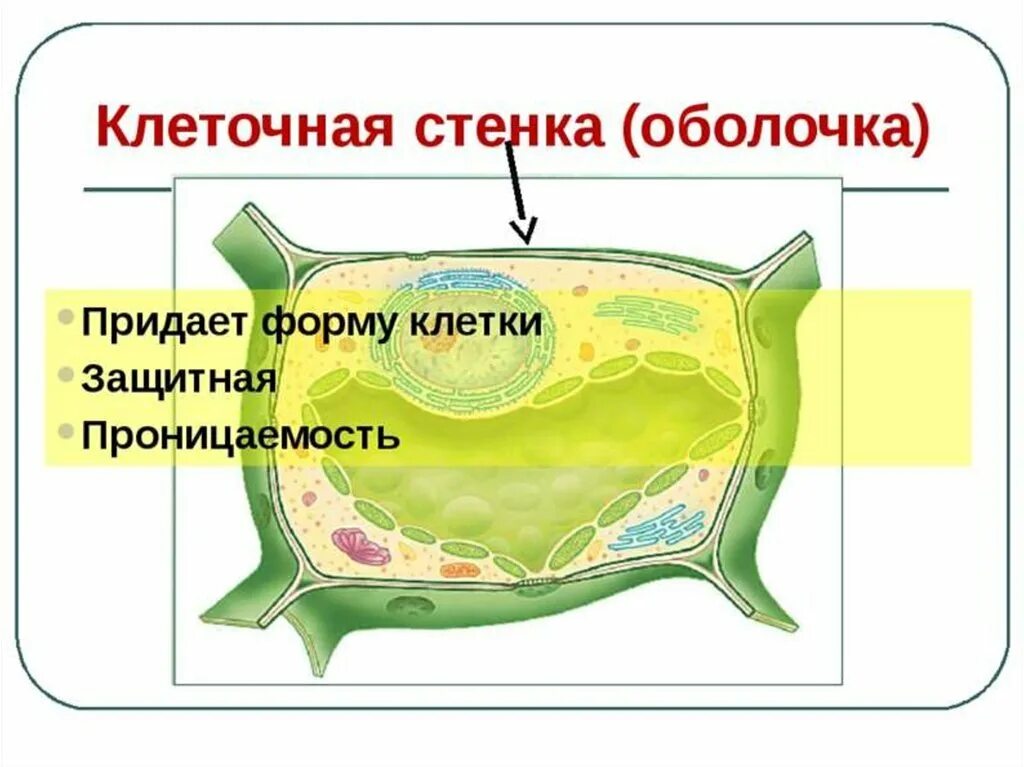 Оболочка в растительной клетке ответ. Клеточная оболочка растительной клетки. Строение клеточной оболочки растительной клетки. Строение оболочки клетки 5 класс биология. Оболочка растительной клетки 6 класс биология.