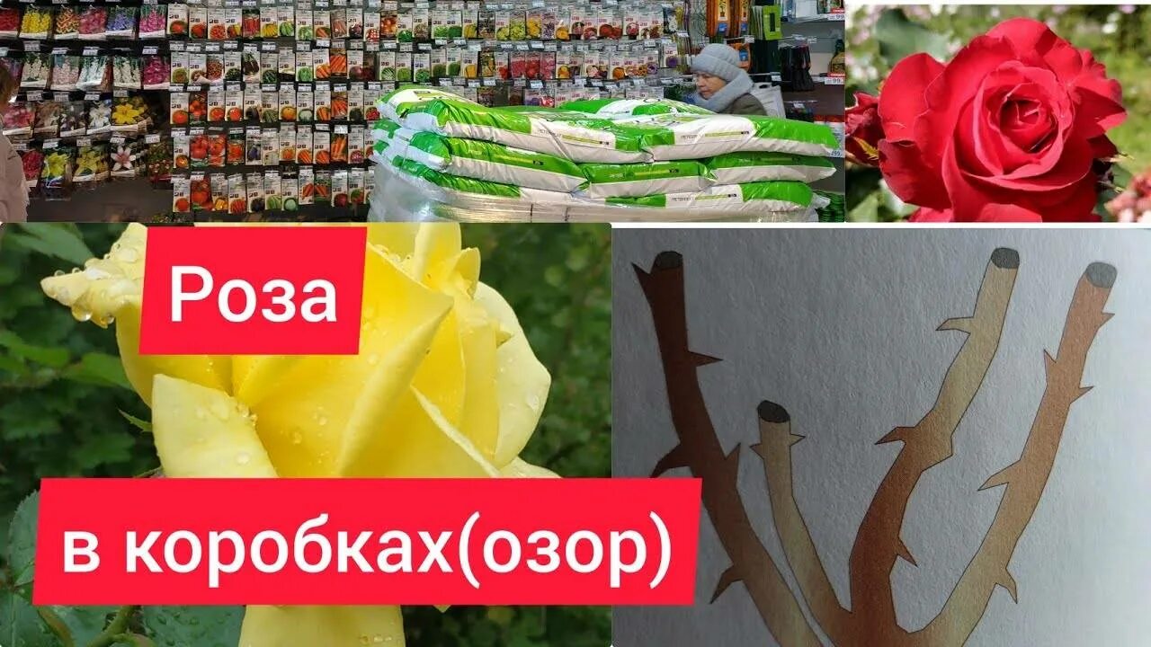 Розы саженцы доставка