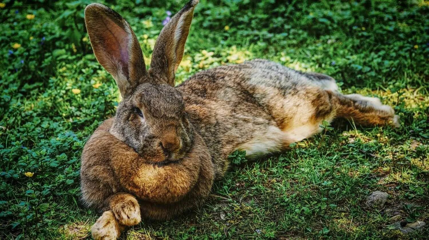 Rabbit turkey. Кролик Фландр. Иберийский заяц. Заяц-Русак. Заяц лежит.