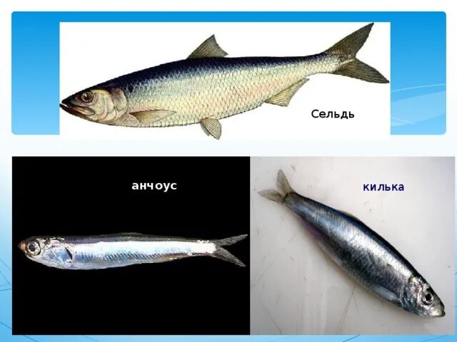 Чем отличается хамса от хамсы. Анчоус и килька. Анчоус или килька. Килька тюлька Хамса. Анчоус и килька разница.