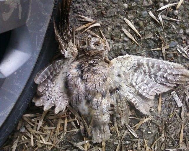 Примета птичка накакала на одежду. Примета птица накакала. убитый сыч. птичка накакала примета.