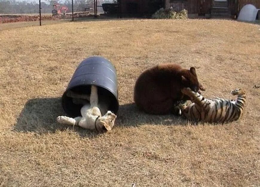 Куда он мог деваться