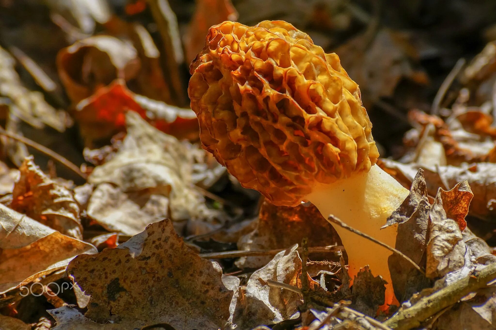 Сморчки грибы. Сморчок (Morchella). Сморчок обыкновенный съедобный. Сморчок съедобный (Morchella esculenta).. Как выглядит гриб сморчок фото