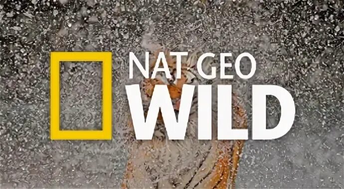 Нат Гео вайлд. Nat geo Wild прямой эфир. Реклама нат Гео вайлд. Передачи нат