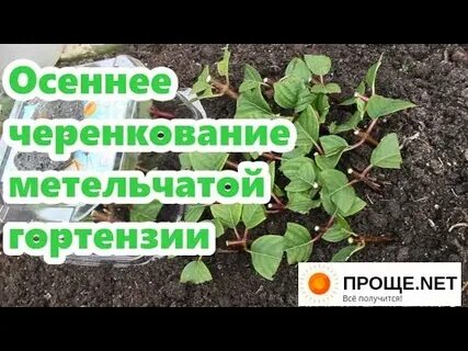 Укоренение черенков гортензии метельчатой осенью