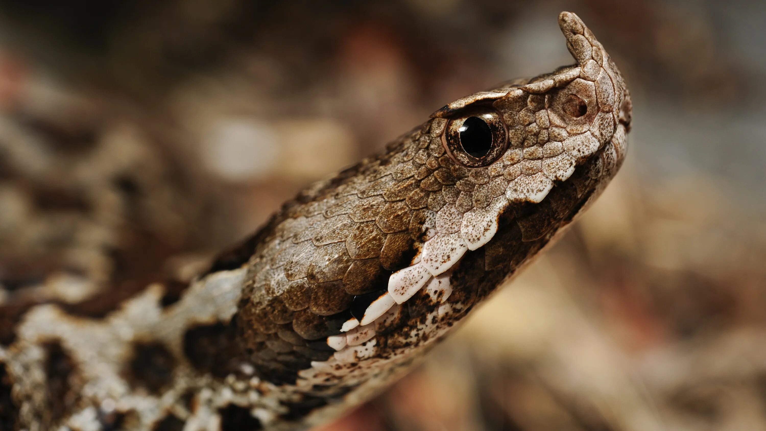 Змеи какое семейство. Носатая гадюка Vipera ammodytes. Габонская гадюка яйца. Змея Габонская гадюка.