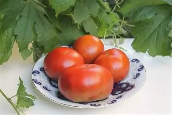 томат кардинал маура. томат кардинал мауры. томат гном конфетти. томат гном кардинал маура. кардинал маура томат гном отзывы описание сорта фото.