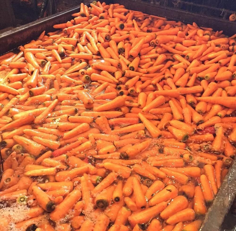 Купить морковь оптом. Морковь мытая. Морковь Киргизия. Морковь некондиция. Морковь из Киргизии.