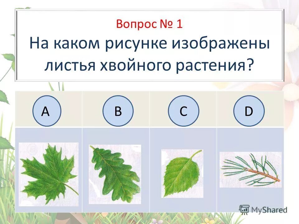 Листья хвойных покрыты кутикулой