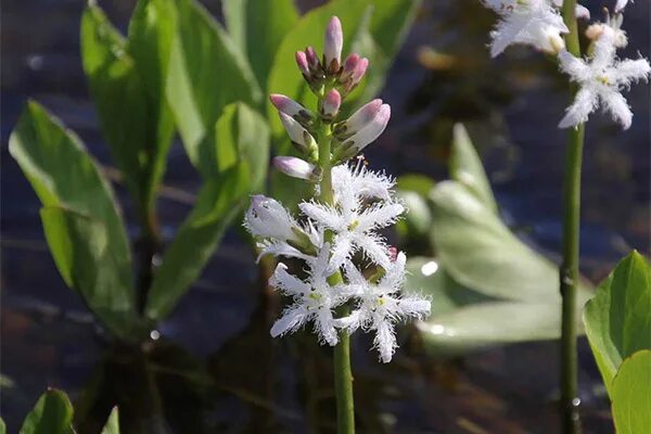 Растения для водоемов, прибрежной зоны и влажных мест : Menyanthes trifoliate-Ва