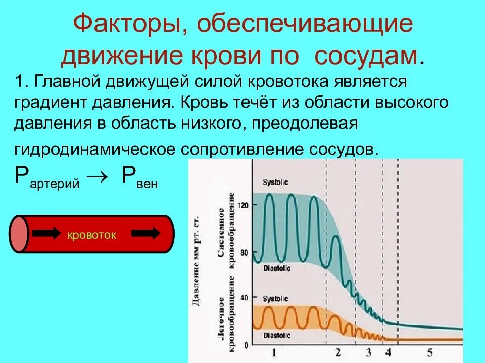 Изменение давления крови. Давление крови в сосудах. Факторы обеспечивающие движение крови по сосудам. Давление в сосудах физиология.