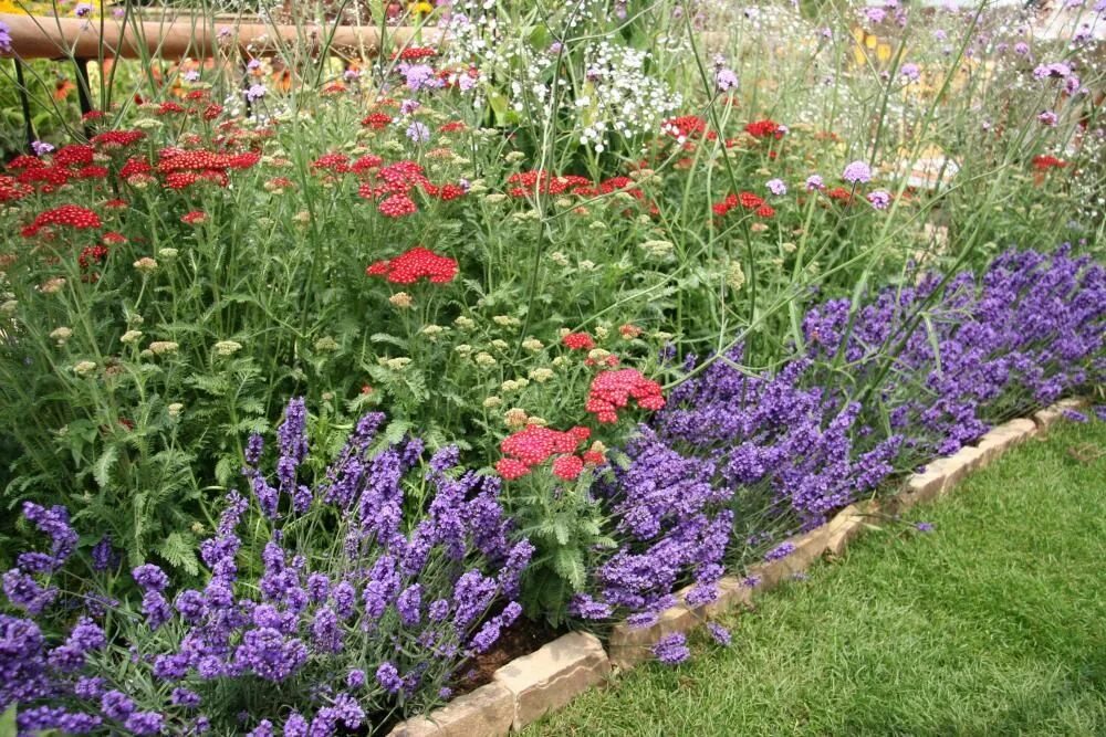 Клумба грядка розмарин тимьян. Цветник пряных трав:лаванда, шалфей, чабрец. Сад пряных трав и аптекарский сад. Цветник с пряными травами. Миксбордер гертруды джекилл.