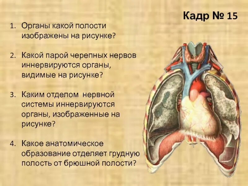 Органы грудной полости иннервирует. Какой орган отделяет грудную полость от брюшной. Какой орган изображен на рисунке. Карточка полости тела человека черепная полость грудная полость.