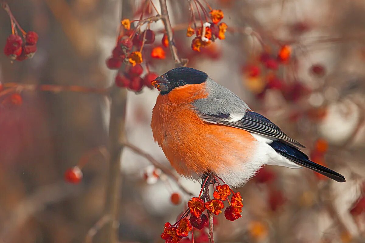 Золотой снегирь. Обои на рабочий стол снегири. Новогодние подарки 2023. Птицы хмао снегирь. Птицы на рябине.