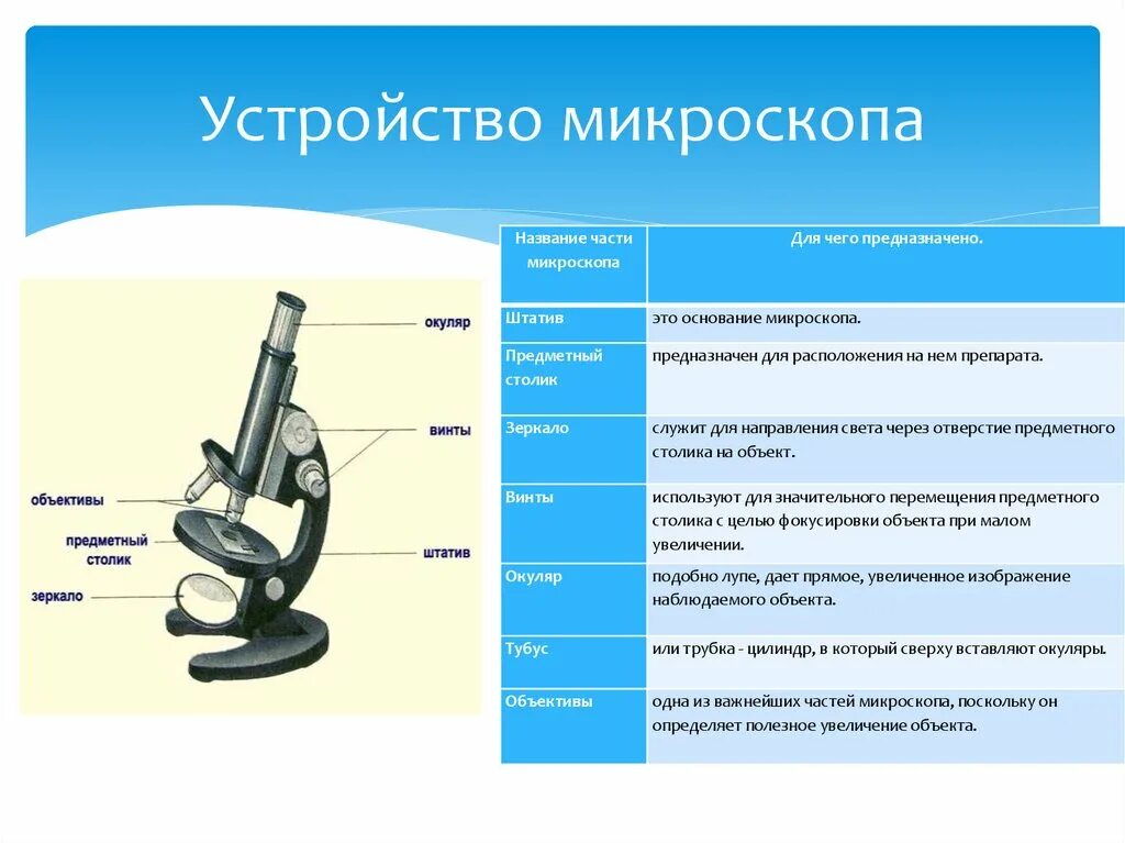 Какую функцию выполняет тубус в микроскопе. Строение микроскопа 5 класс биология таблица. Микроскоп строение микроскопа. Световой микроскоп строение микровинт. Световой микроскоп строение макровинт.