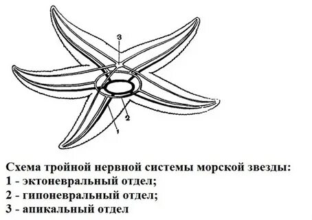 Радиальная нервная система