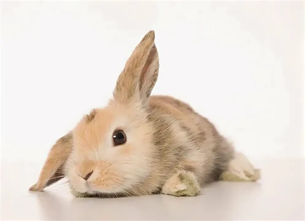 A rabbit can t