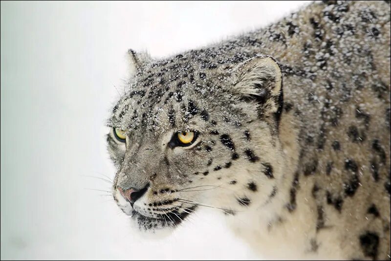 След снежного барса. Ирбис снежный барс алтай. Снежный барс саяны. Снежный барс ирбис. Илбирс снежный барс.