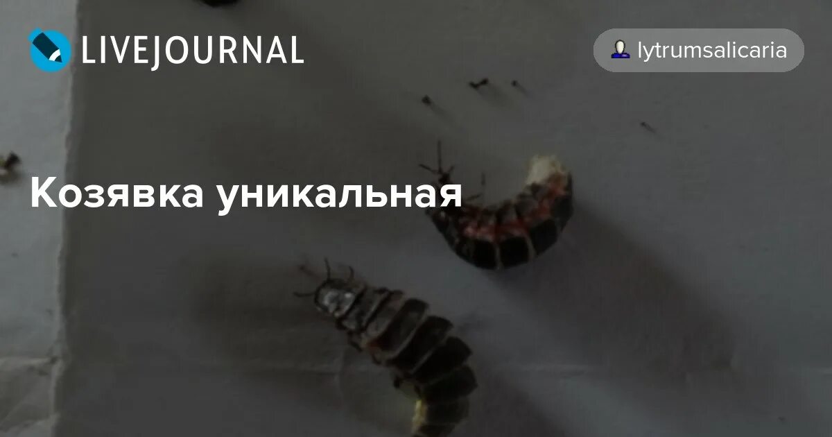 Почему много козявок. Слово козявка. Козявка уникальная. Казявка или козявка. Из чего состоят козявки.