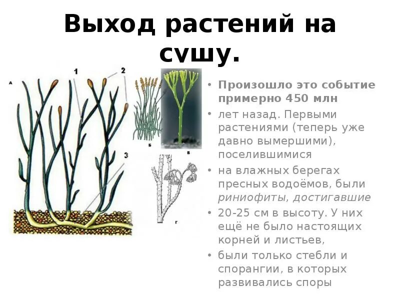 Эволюция растений риниофиты. Выход растений на сушу. Первые растения на земле риниофиты. Риниофиты произошли от. Выход многоклеточных животных на сушу произошел