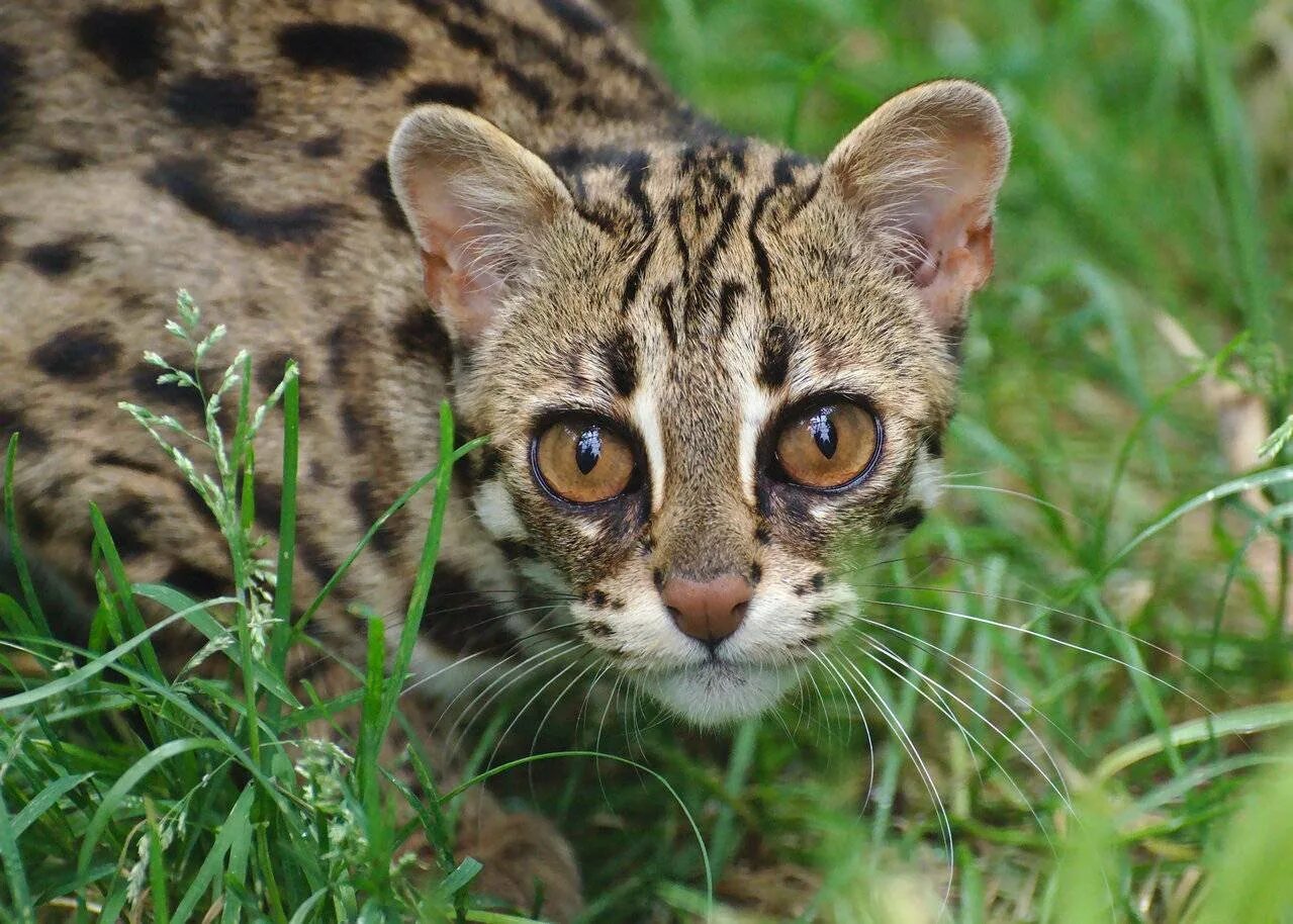 Prionailurus bengalensis. Бенгальская кошка. Ириомотейская Дикая кошка. Дикая леопардовая кошка. Породы кошек дикого окраса