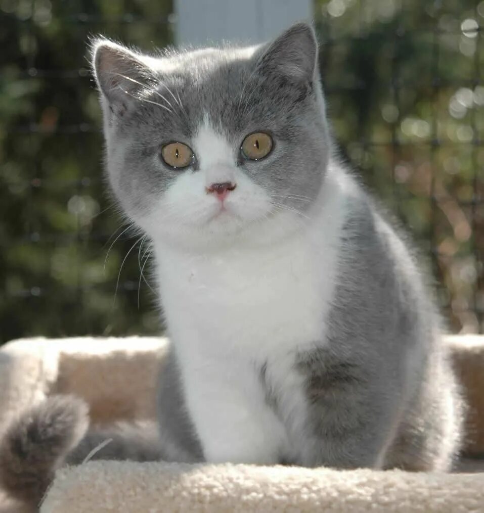 Порода кошек серо белого окраса. Британский короткошерстный кот биколор. Кот британец биколор. Британская кошка короткошерстная серая. Британская короткошёрстная кошка биколор.