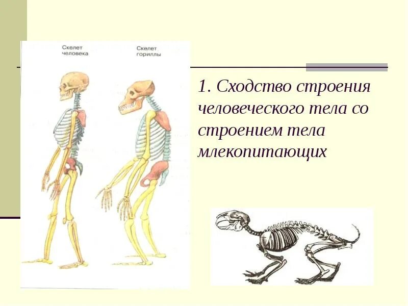 В чем сходство скелета человека и млекопитающих. Сходство человека и животных. Скелет человека и животных. Сходство человека с млекопитающими. Доказательства родства человека и животных.