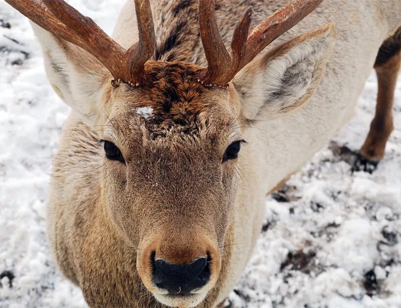 Sciurus vulgaris. олени маралы пятнистые. коричневый заяц. лиса летом. кошка - дымчатый леопард.