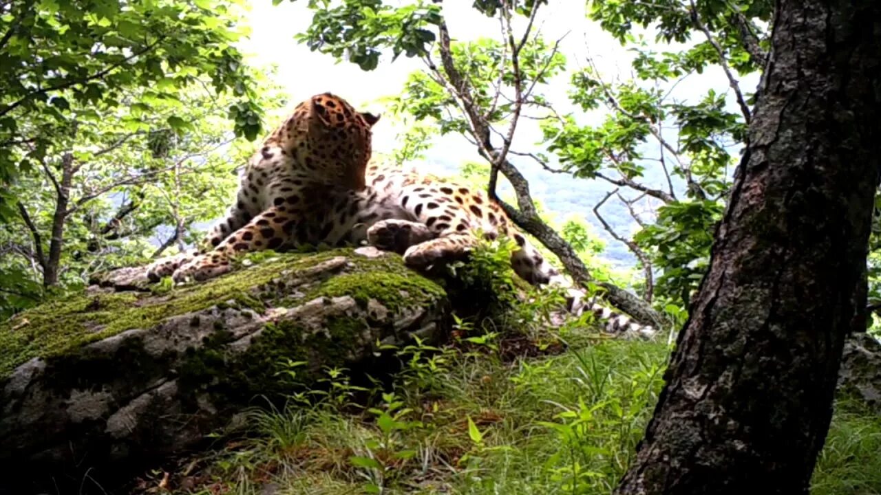 Леопард здесь. Что биосферный заповедник кедровая падь. Леопард здесь. Национальный парк «земля леопарда» (приморье). Дальневосточный леопард.