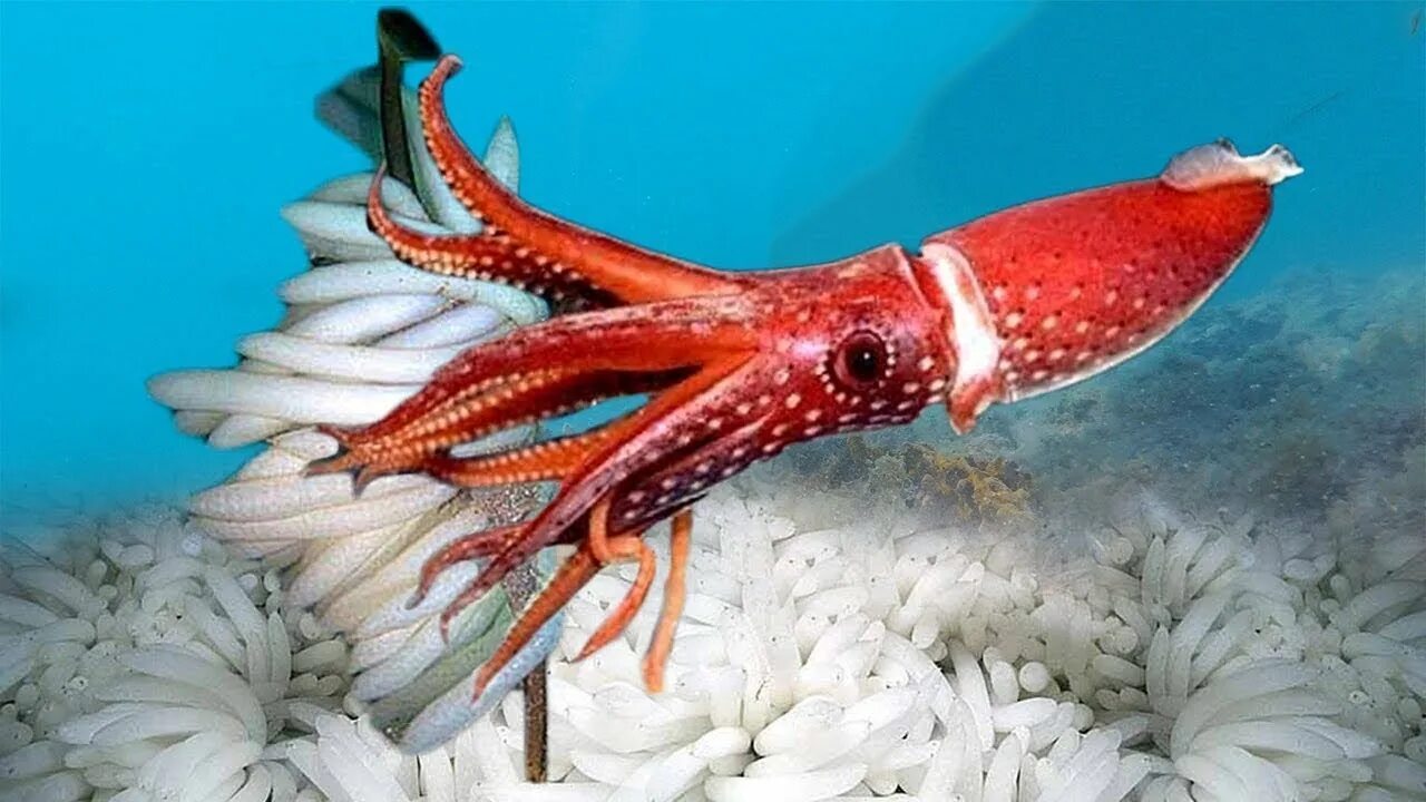 Squid через squid