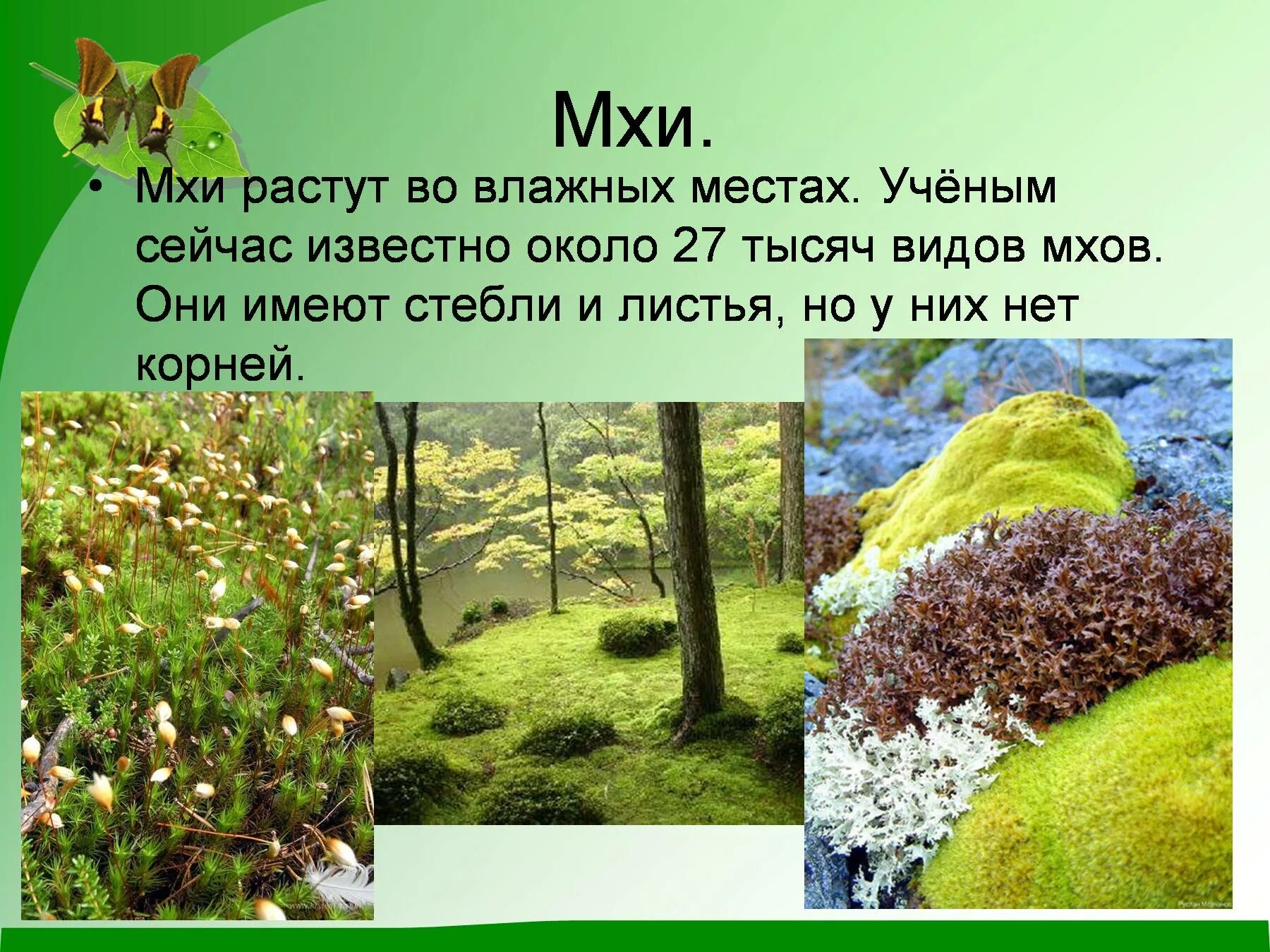 Мир растений доклад. Презентация на тему мхи. разнообразие растений мхи. презентация на тему растения. биоразнообразие мхов.