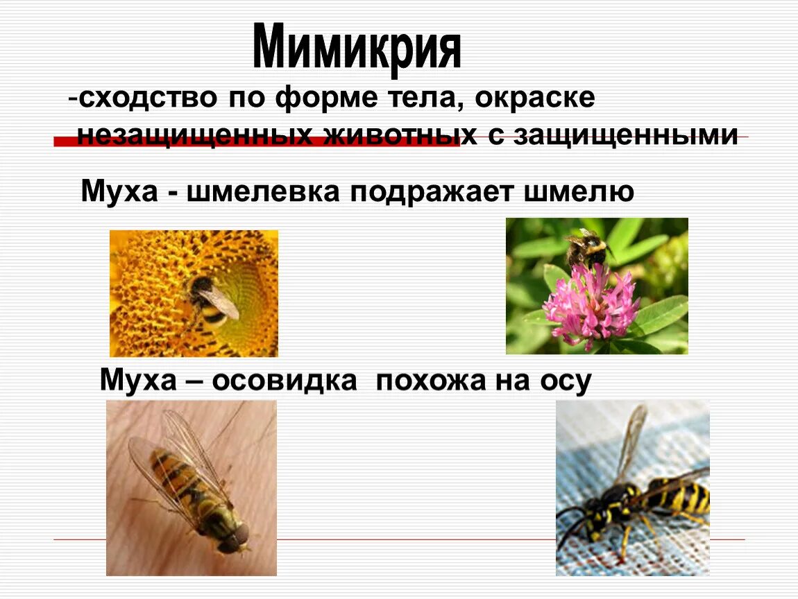 Примеры мимикрии у животных. Мимикрия вид адаптации. Приспособленность организмов Мимикрия. Тип приспособления Мимикрия. Адаптация насекомых.