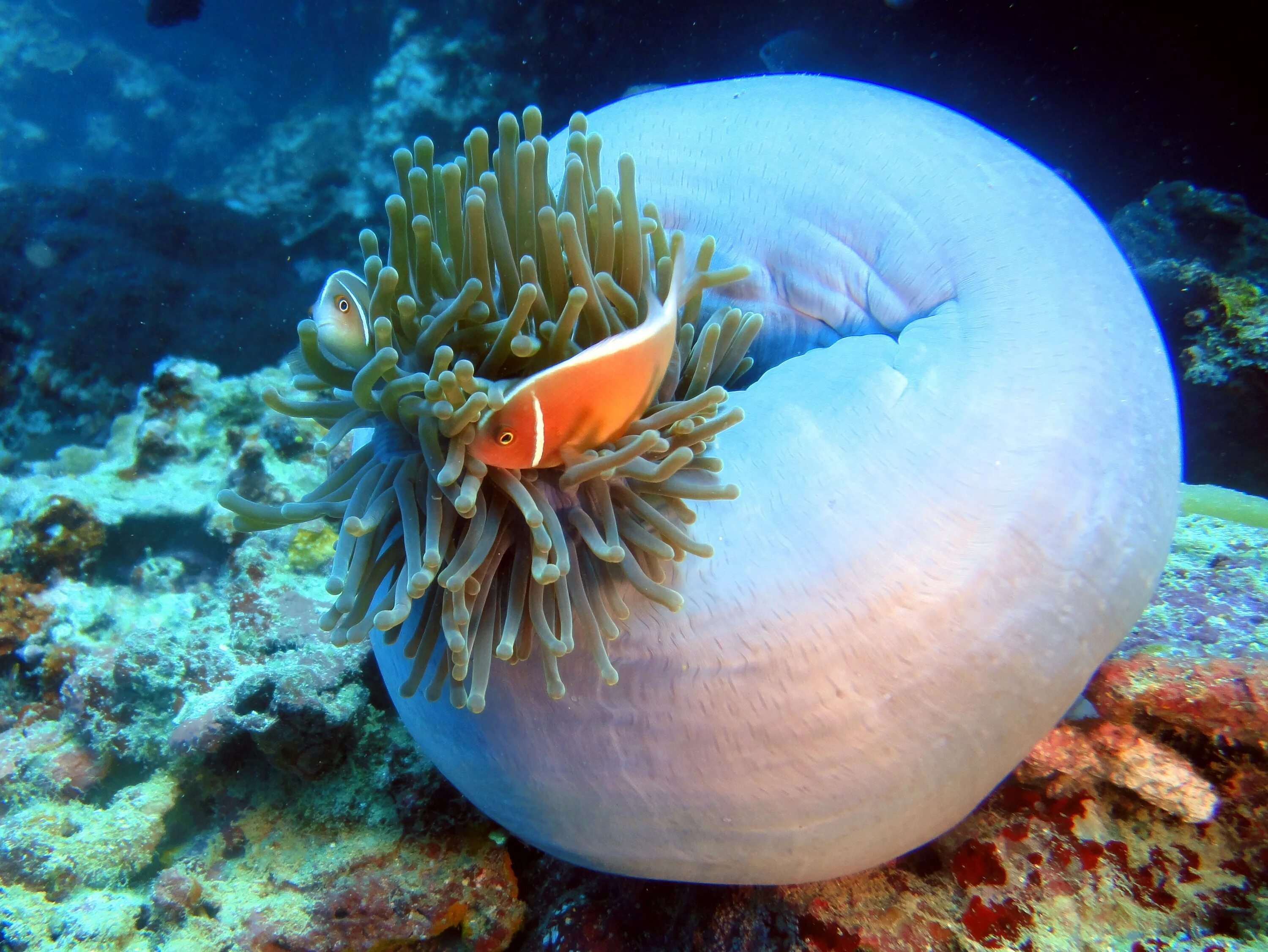 Морская актиния. Актинии Карибского моря. Коралл актиния. Актиния Жемчужная. Животные и растение океанов и морей