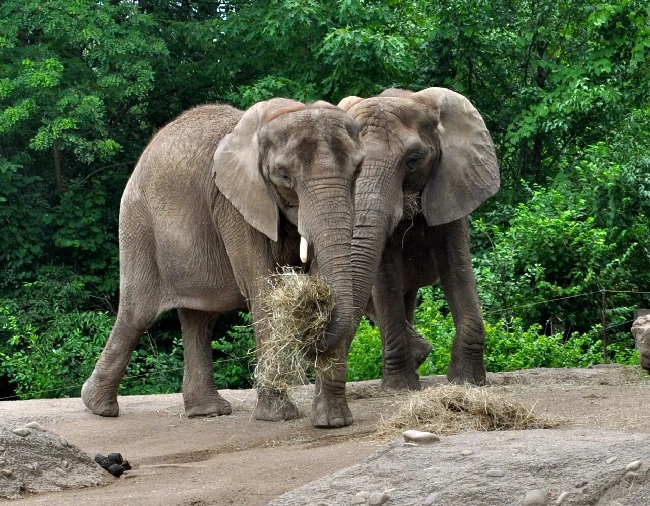 4 слоника. Слон. Красивый слон. Слон фото. Фото слонов.